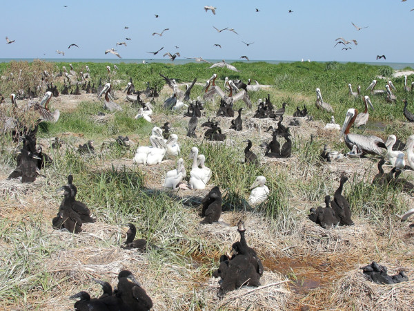 Mixed double-crested cormorant and brown pelican colony on Smith Island in the Chesapeake Bay. Photo by Bart Paxton.