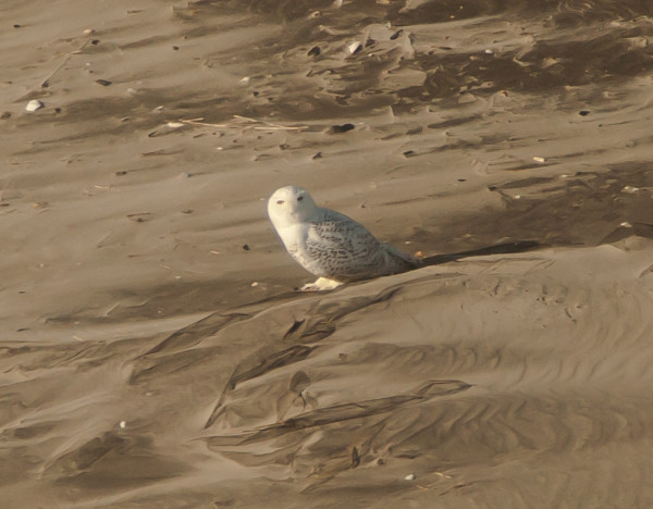 Snowy owl on Hog Island, Virginia Snowy owl on Hog Island, Virginia
