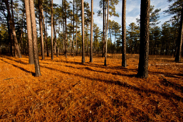 Piney Grove Preserve in winter. Red-cockaded woodpeckers are specialists on old-growth pines with fire-maintained understories. Photo by Bryan Watts.