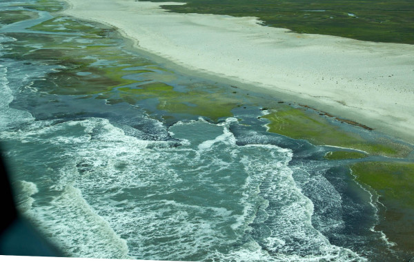Spat of the blue mussel on intertidal peat along Cedar Island in Virginia. The developing spat has a characteristic blue tone from the air. In many years this is the primary prey of red knots staging on the Virginia barrier islands. Photo by Bryan Watts.
