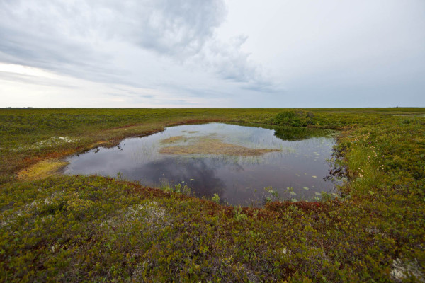 A small pond near Windsors Malbay on Miscou Island, New Brunswick. This site was a known fall staging area for migrating dough birds. Photo by Bryan Watts.