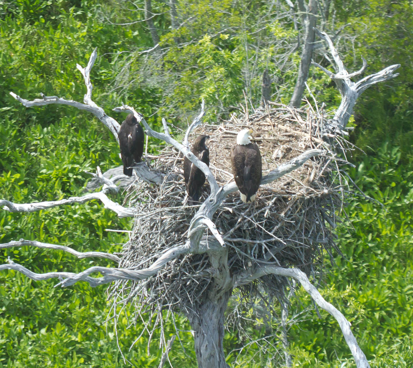 the center for conservation biology james river eagles continue eagles nest size