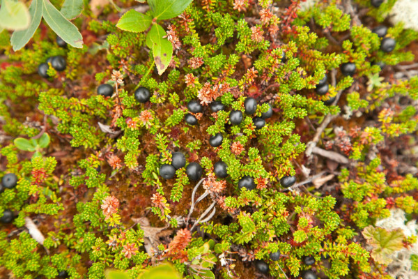 Crowberries were the primary fruit used by dough birds to fuel their transoceanic flight from eastern Canada to South America. They ate so many of these berries that their bellies were often dyed purple. Photo by Bryan Watts.
