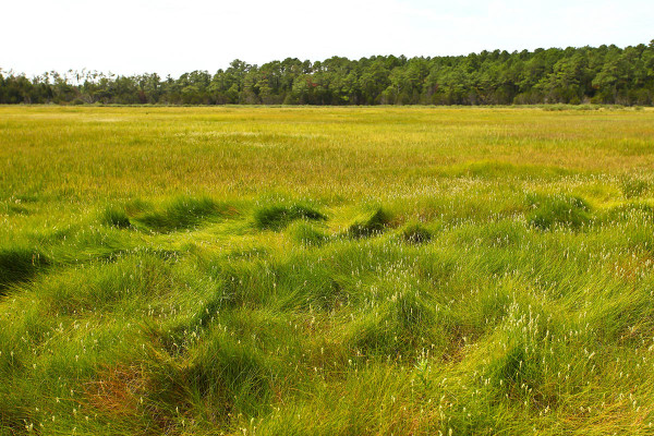 Typical high-marsh habitat used by eastern black rails during the breeding season within the mid-Atlantic region. Photo by Bryan Watts.