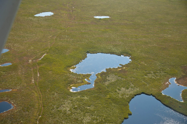 Wagon tracks extending through the bog are the only reminder of the hunting camps from the 1800s on Miscou Island. Photo by Bryan Watts.