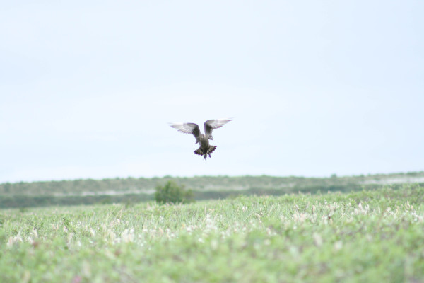 A dark morph Parasitic Jaeger hunting the marsh. Photo by Fletcher Smith.