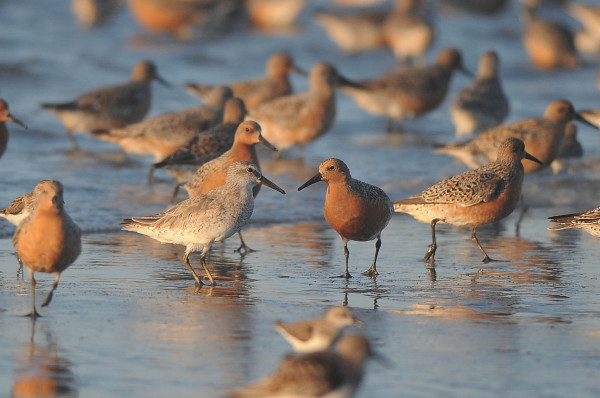A flock of knots foraging at a Georgia stopover site. Photo by Cory Gregory.