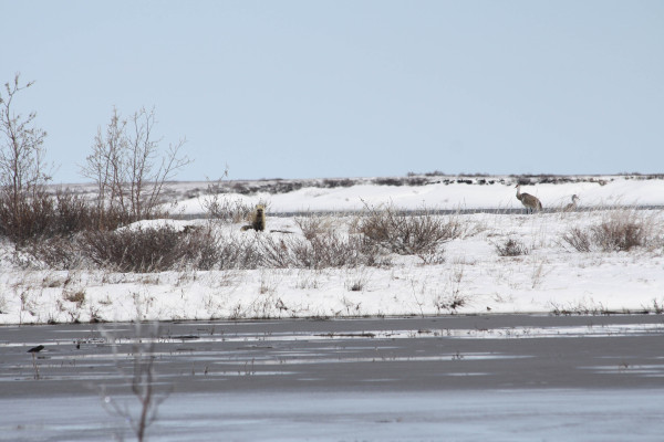 During the flood event of 2013, we had a nearby neighbor (arctic fox) that waited for the waters to recede on an adjacent gravel pad. Photo by Fletcher Smith.