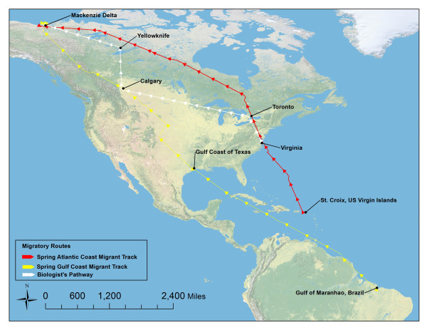 Map detailed routes taken to the Mackenzie Delta. Shown are tracks from two migrating whimbrels (a Gulf Coast and an Atlantic Coast migrant) and the track the biologist took getting there. Photo by Fletcher Smith.