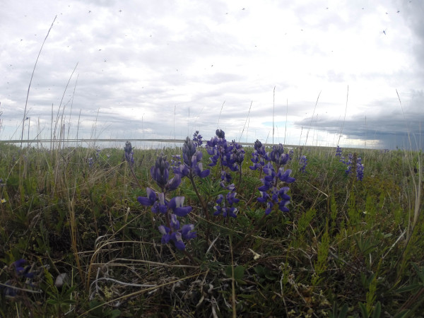 The Arctic is characterized by plants with showy flowers, mosquitoes, and the routine threat of bad weather. Photo by Fletcher Smith.