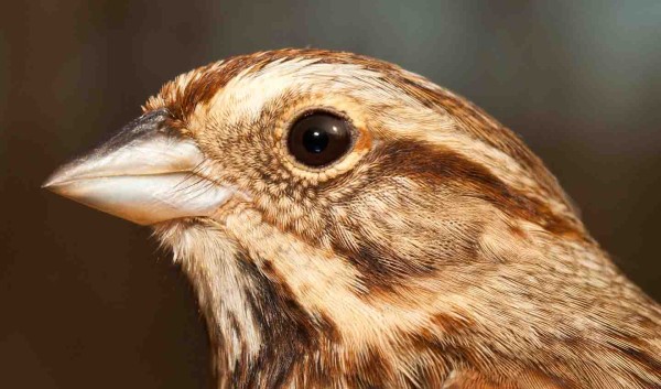 Song Sparrow. Photo by Bryan Watts.