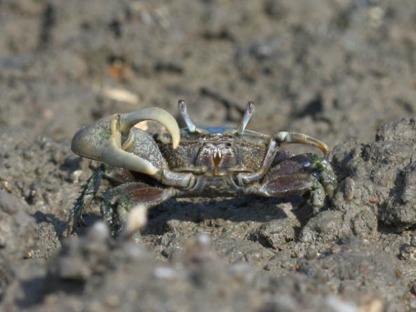 Male mud fiddler crab (Uca pugnax) in saltmarsh. Fiddler crabs are the primary prey of yellow-crowned night herons during the breeding season. Photo by Bart Paxton.