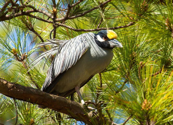 Yellow-crowned night heron just after arriving in Norfolk, Virginia, for the breeding season. Photo by Bryan Watts.