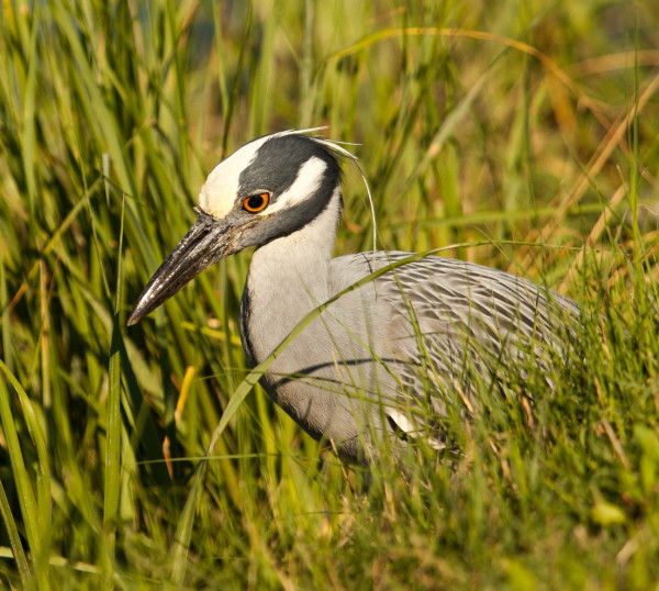 Yellow-crowned night heron stalking through the saltmarsh in search of fiddler crabs. Exhibiting the slowest stalking technique of all North American herons, yellow-crowned foraging is specifically designed for hunting crabs. Photo by Bryan Watts.