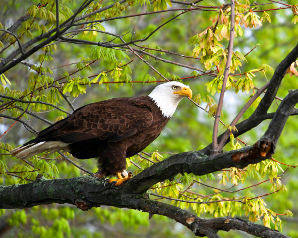 A beautiful photo of Dolly on her breeding territory along the James River. Photo by Lynda Richardson.