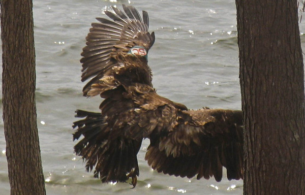 Dolly along the shoreline of Swift Creek Reservoir several months after release on Douglas Lake. She was looking ragged in her second year. Photo by David Bean.