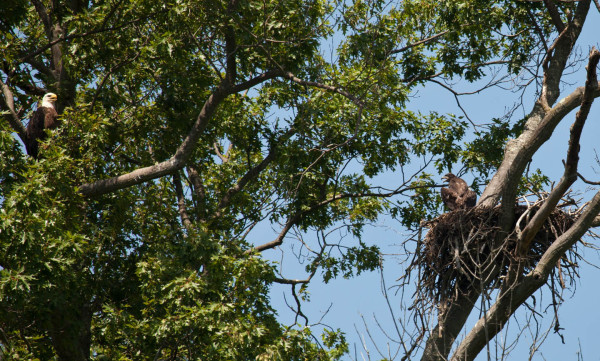 Dolly (lft) watching over young near fledging age in nest along Hatcher Island on 15 June 2015. Photo by Bryan Watts.