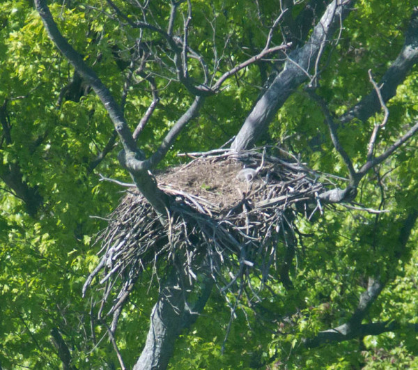 Dolly’s young in the nest (rt side) along Hatcher Island on 29 April 2015. Photo by Bryan Watts.