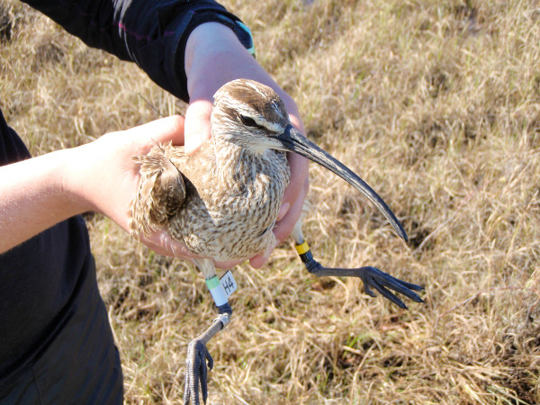 Upinraaq on the MacKenzie River during the 2014 breeding season showing her bands and flag. Photo by Fletcher Smith.
