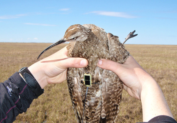 Upinraaq wearing a 5-gram, solar-powered satellite transmitter. Photo by Fletcher Smith.