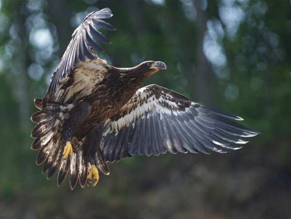 A local, young-of-the-year eagle taking off from the shoreline around Fones Cliffs. In addition to being an important breeding area and migration destination, the cliffs serve as a nursery area where young birds from throughout the lower Chesapeake congregate in late summer. Photo by Bill Portlock.