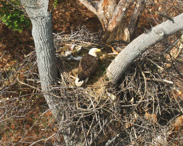 An adult eagle broods two small eaglets in a nest on Fort Belvoir along the upper Potomac River. On the menu this day was American shad and gray squirrel. Photo by Bryan Watts.