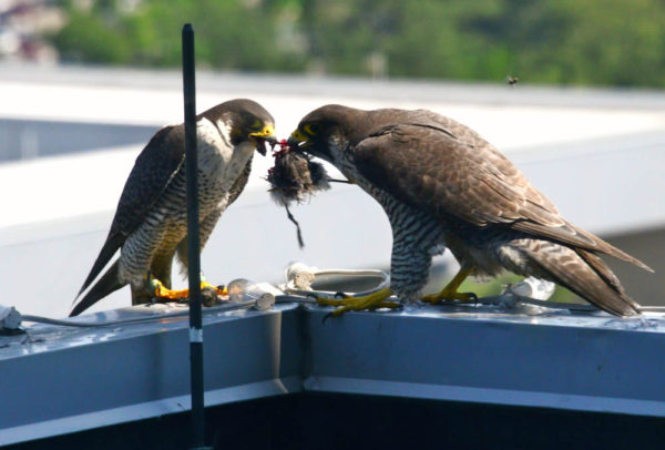 the center for conservation biology conservation in conflict peregrine falcon size
