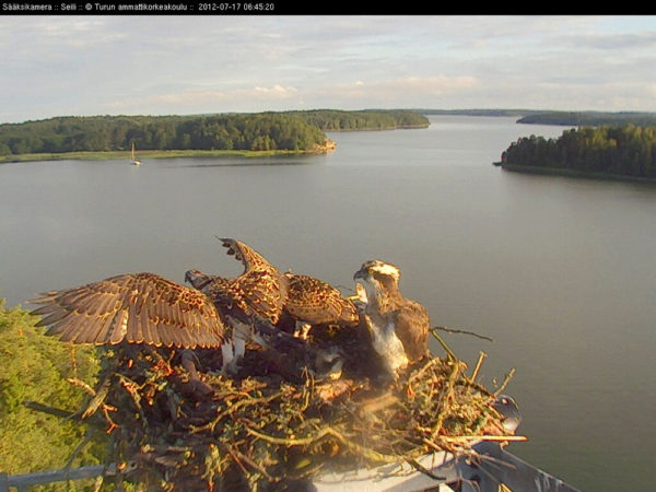 A camera grab of an OspreyWatch nest featured on a webcam in Finland.