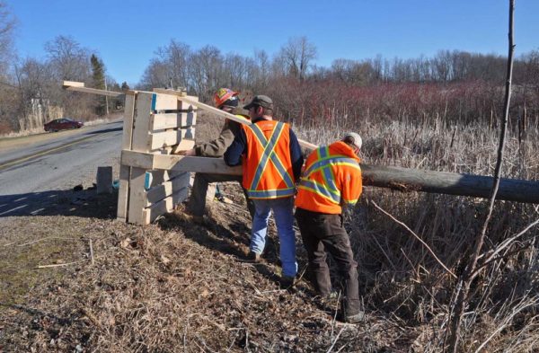 Crew erecting an osprey nest platform on Prince Edward County, Ontario. The platform was installed within a protected wetland by Quinte Conservation in 2012, and is monitored by Paul Wallace. Photo courtesy of Paul Wallace.