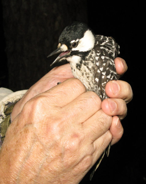 Male red-cockaded woodpecker after arrival at the Great Dismal Swamp National Wildlife Refuge. Photo by Bryan Watts.