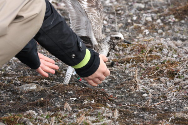 Satellite tagged black-bellied plover being released on breeding grounds in the High Arctic. Photo by Fletcher Smith.