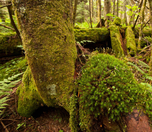 The deep, wet spruce forests found on high altitude peaks of the southern Appalachians such as shown here at the summit of Mount Rogers support a Pleistocene relict community that is common farther north in the boreal zone. Photo by Bryan Watts.