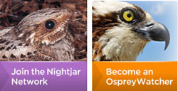 Join the Nightjar Network or Become an Osprey Watcher