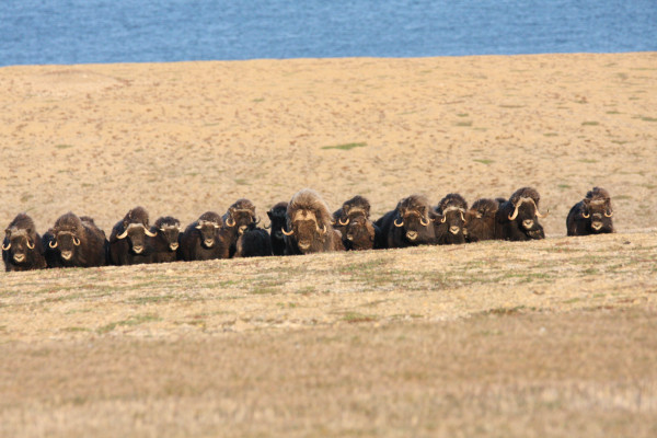 herd of musk oxen gather on an esker just above polar bear pass